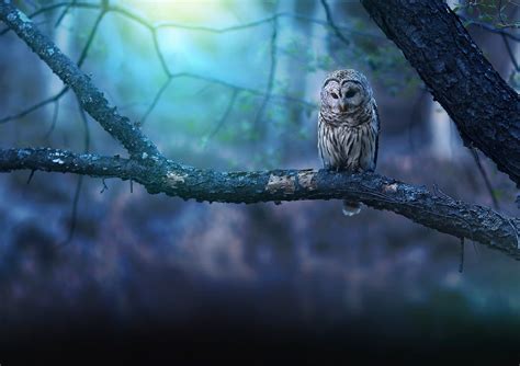 Owl In Forest Betsson